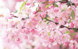 Cherry-blossom-petals-pink-spring_1440x900