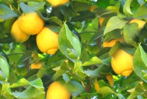 How-to-Grow-a-Healthy-Lemon-Tree