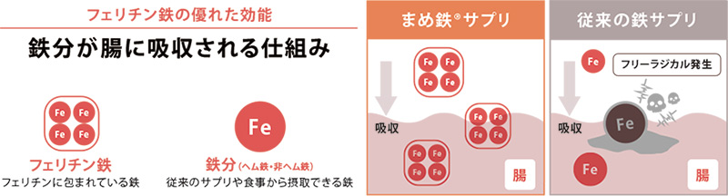 フェリチン鉄は副作用の原因を作りません